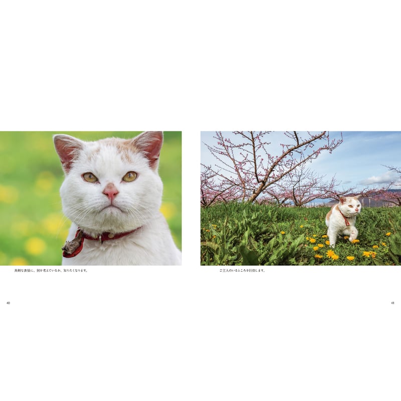 岩合光昭】IWAGO'S BOOK⑨『ボンド 桃農家のねこ』 | Crevis Onlin