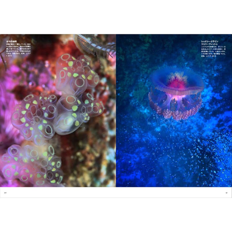 中村征夫】写真集『永遠の海』 | Crevis Online Store 中村征夫】写真集『永遠の海』 | Crevis Online Store