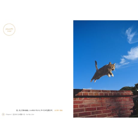 【岩合光昭】写真文庫『ねこ』