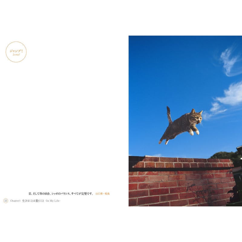 岩合光昭】写真文庫『ねこ』 | Crevis Online Store
