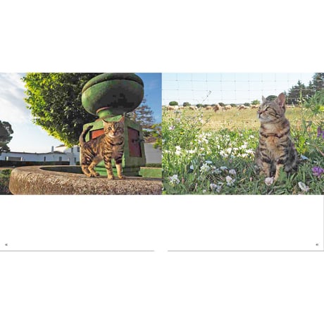 【岩合光昭】IWAGO’S BOOK ②『とらねこ』