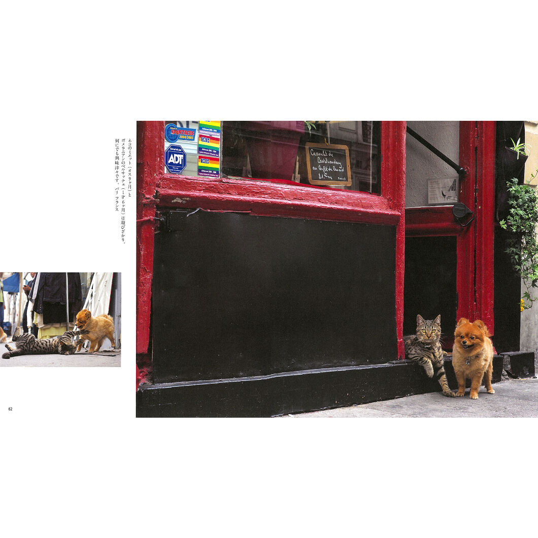 ねこといぬページ 岩合光昭】IWAGO'S BOOK ③『ねこといぬ』 | Crevis Online Store
