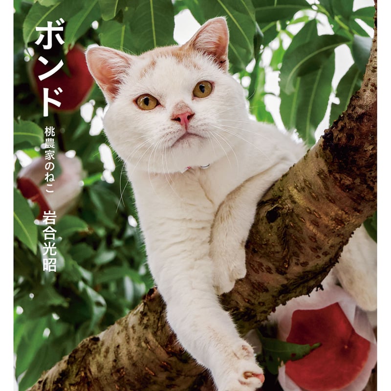 岩合光昭】IWAGO'S BOOK⑨『ボンド 桃農家のねこ』 | Crevis Onlin