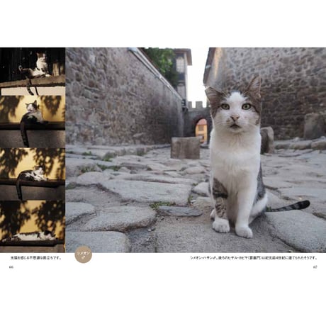 【岩合光昭】写真文庫『岩合光昭の世界ネコ歩き』