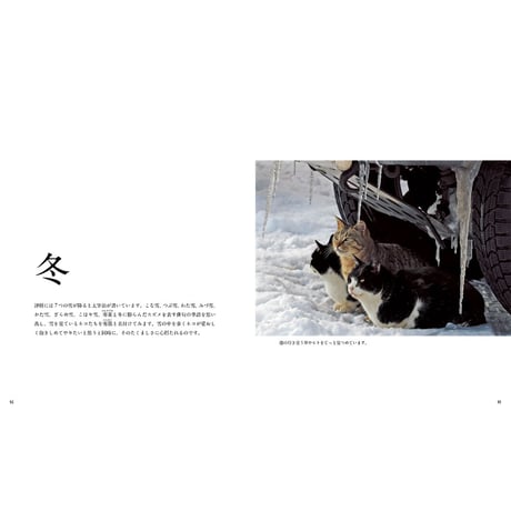 【岩合光昭】写真集『ふるさとのねこ』