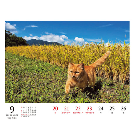 【岩合光昭】　『2026 岩合光昭 ねこ 卓上週めくりカレンダー』