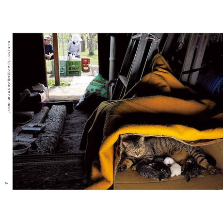 【岩合光昭】写真文庫『ふるさとのねこ』