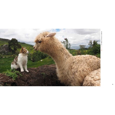 【岩合光昭】写真集『ねこ科』