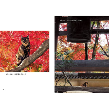 【岩合光昭】写真文庫『ねこの京都』