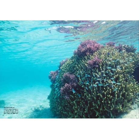 【中村征夫】写真集『永遠の海』