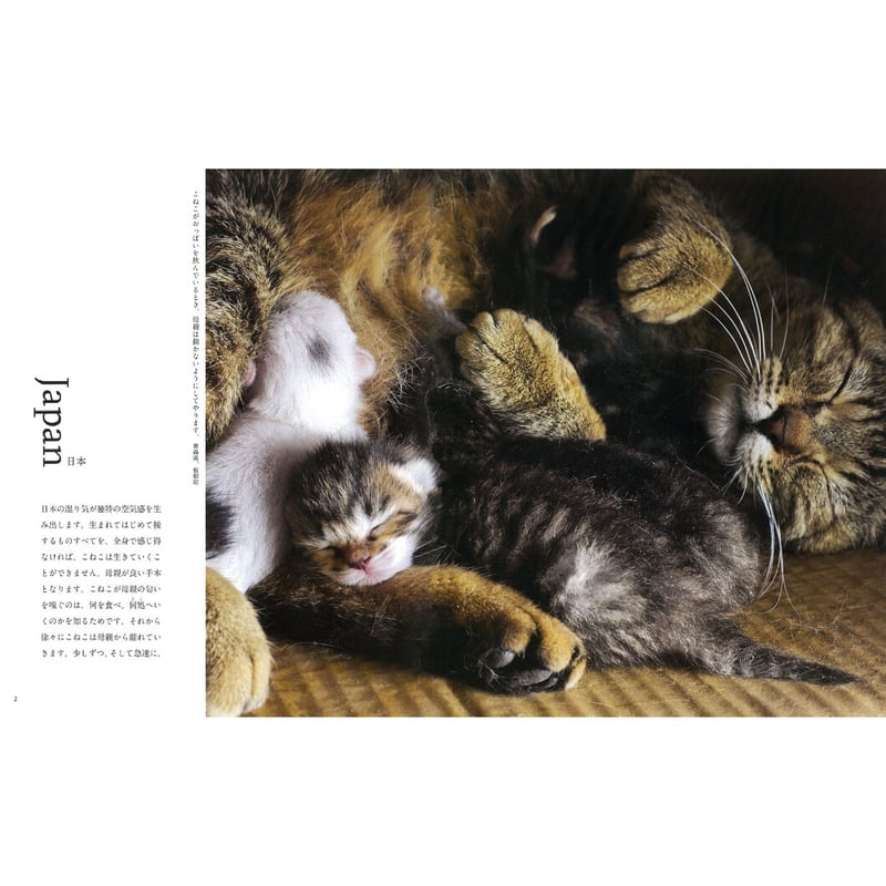 岩合光昭】写真集『こねこ』 | Crevis Online Store 岩合光昭】写真集『こねこ』 | Crevis Online Store