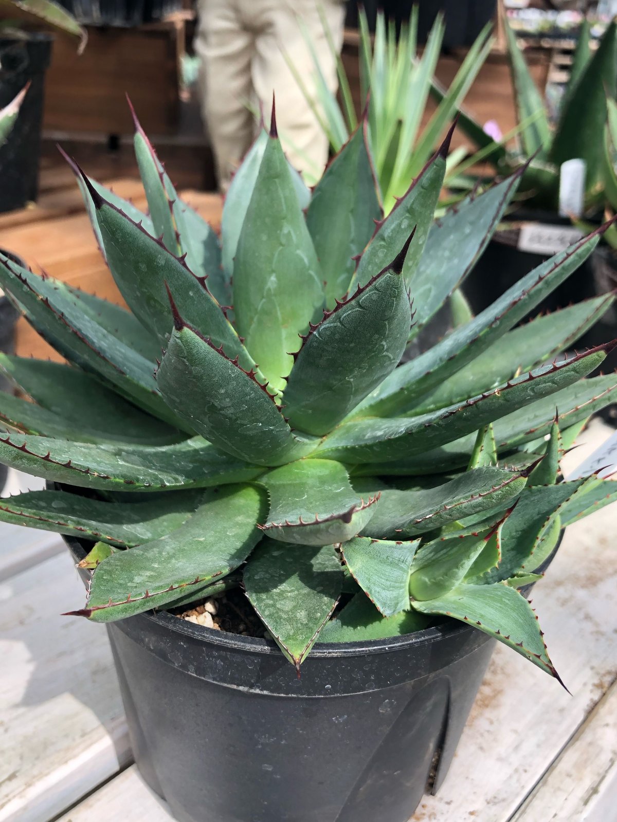 アガベ　フィリフェラ　イシスメンシス　大株 子株付き F00248_Agave filifera x isthmensis：アガベ・フィリフェラ