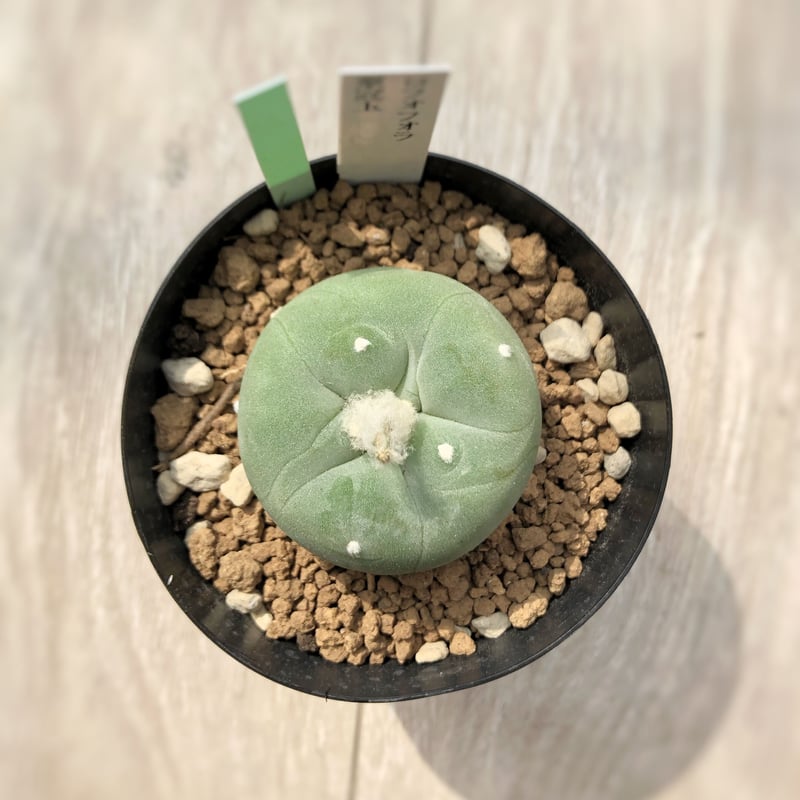 ロフォフォラ 翠冠玉 古木 木質化 サボテン 多肉植物 【公式通販】 ロフォフォラ 翠冠玉 古木 木質化 サボテン 多肉植物 【公式通販】