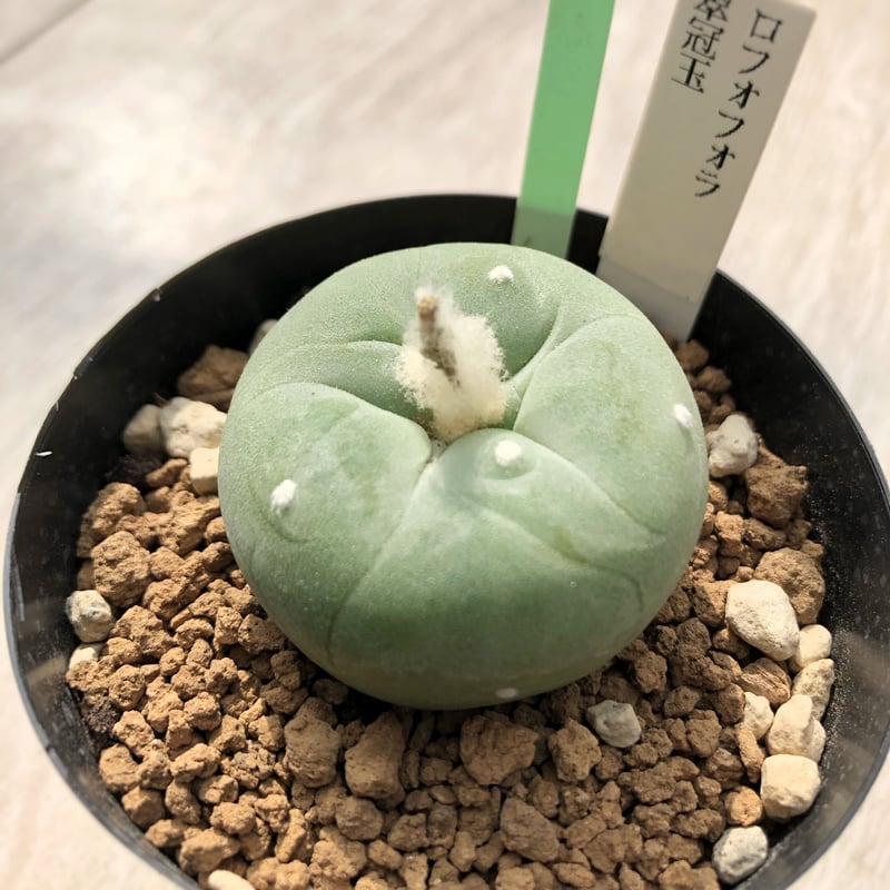 BIG!!サボテンコレクション・ロフォフォラ属・翠冠玉(群生株)inわけけのお店 BIG!!サボテンコレクション・ロフォフォラ属・翠冠玉(群生株)inわけけ