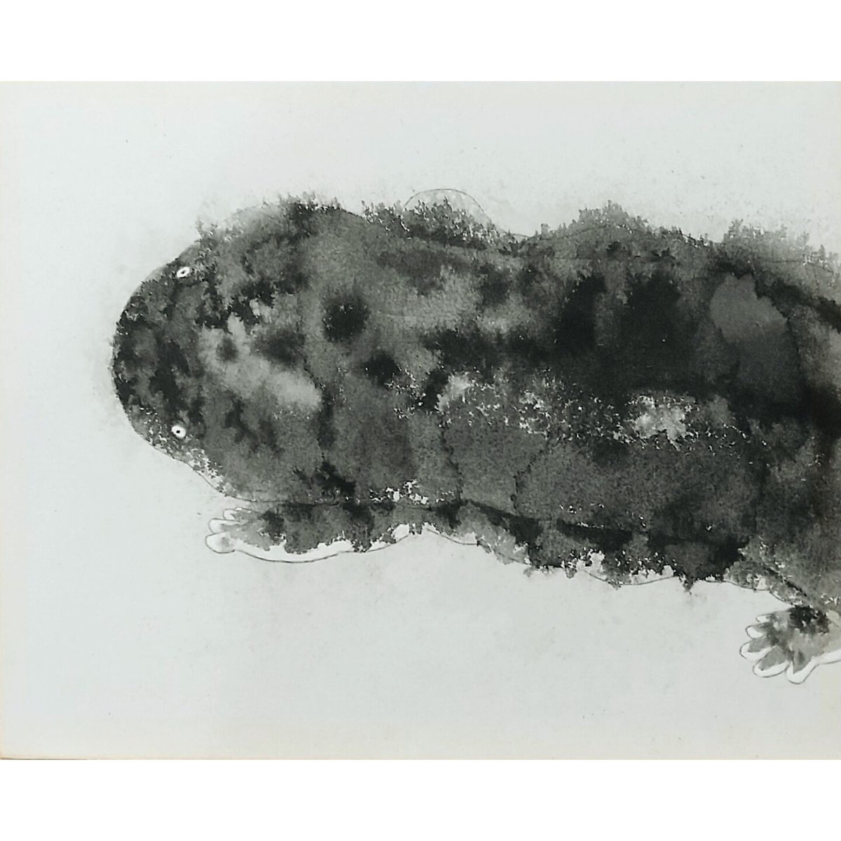 及川美沙「大山椒魚」 | Gallery binosha ONLINE SHOP