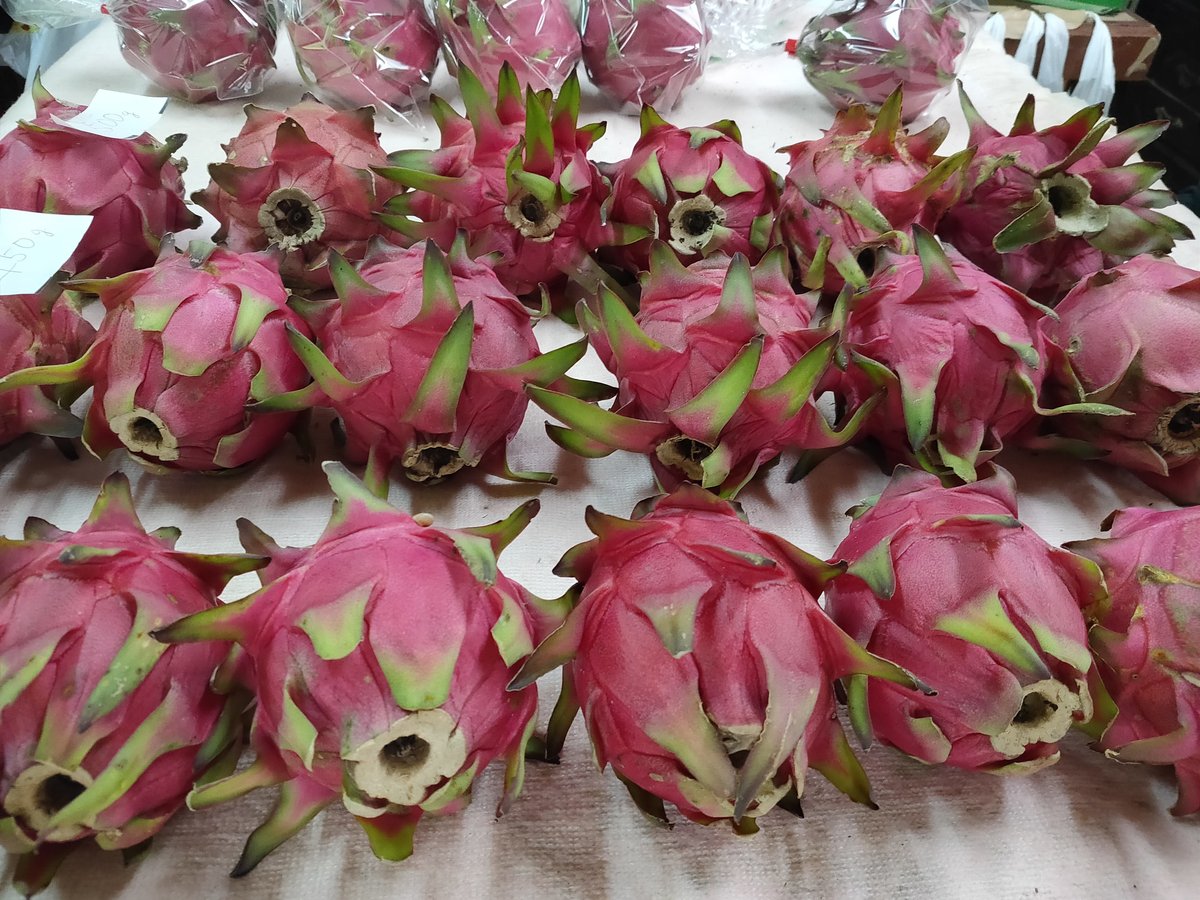 沖縄の完熟ドラゴンフルーツ（赤） 2.5kg | タカエス フルベジ