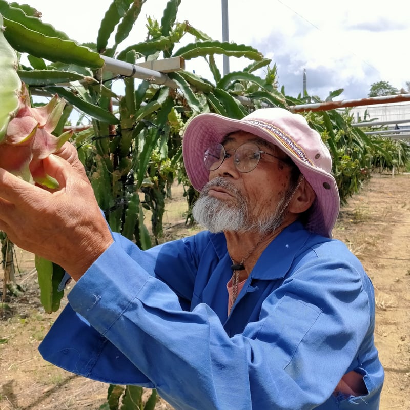 沖縄の完熟ドラゴンフルーツ（赤） 2.5kg | タカエス フルベジ