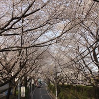 【1729】『桜坂(さくらざか)』で　見(み)ることが　できる　春(はる)だけの　"ピンク(pink)の　トンネル(tunnel）"