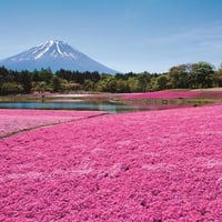 【1763】ピンク色(いろ)の　芝生(しばふ)!? 「富士(ふじ)芝桜(しばざくら)まつり」の　富士山(ふじさん)と　芝桜(しばざくら)の　すばらしい　景色(けしき)（2020）