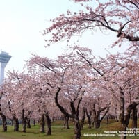 【1665】 大自然（だいしぜん）(nature)の　中（なか）で　桜（さくら）を　見（み）よう！　北海道（ほっかいどう）の　お花見（はなみ）　スポット（spot）　7選（せん）