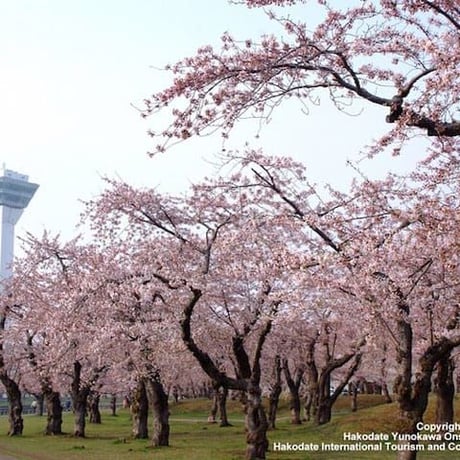 【1665】 大自然（だいしぜん）(nature)の　中（なか）で　桜（さくら）を　見（み）よう！　北海道（ほっかいどう）の　お花見（はなみ）　スポット（spot）　7選（せん）