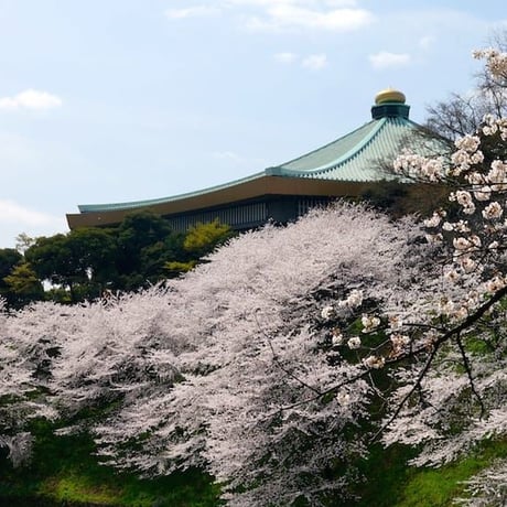 【129】【SAKURA】浮世離(うきよばな)れした 桜(さくら)の 世界観(せかいかん)を 味(あじ)わう。「千鳥ヶ淵(ちどりがふち)」の 圧倒的(あっとうてき)な 桜(さくら)と 濠(ほり)
