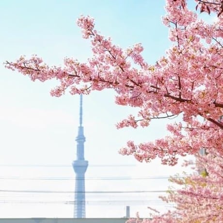 【4108】2月(がつ)・3月(がつ)でも　花見(はなみ)ができる　東京(とうきょう)の　桜(さくら)スポット