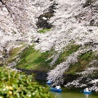 【129】【SAKURA】浮世離(うきよばな)れした 桜(さくら)の 世界観(せかいかん)を 味(あじ)わう。「千鳥ヶ淵(ちどりがふち)」の 圧倒的(あっとうてき)な 桜(さくら)と 濠(ほり)