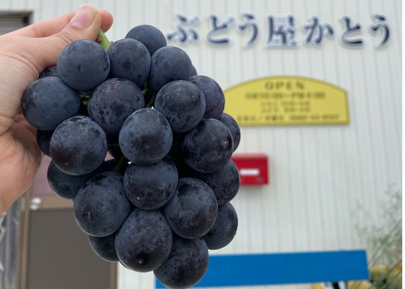 3kg相当】種無し巨峰 | ぶどう屋かとう