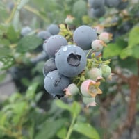 カーラズ・チョイス【1年水やりだけ！】2年生苗(植替え・剪定・誘引・施肥済み)
