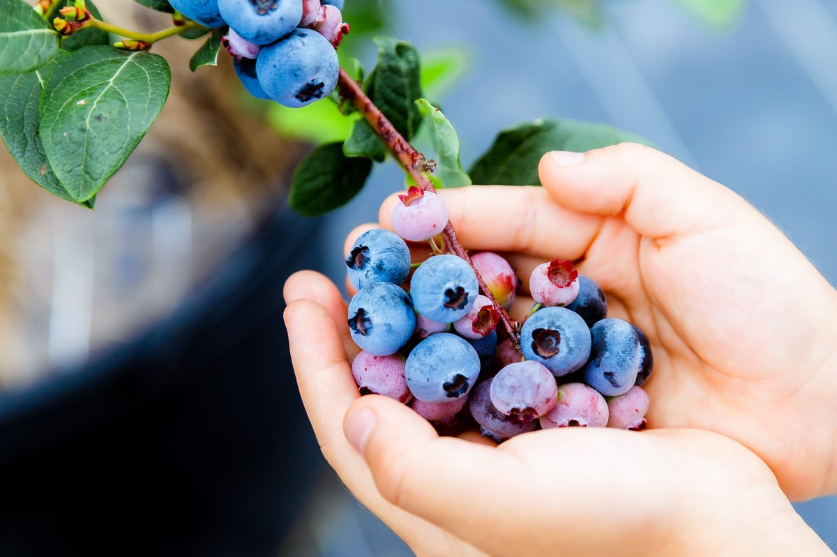 冷凍ブルーベリー600g(ジャム加工に最適品種) | BERRY'S PARK KORIYAMA