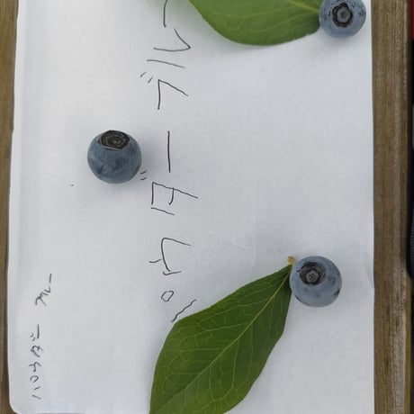 パウダーブルー大苗【直接引き取り限定】植付け4～6年