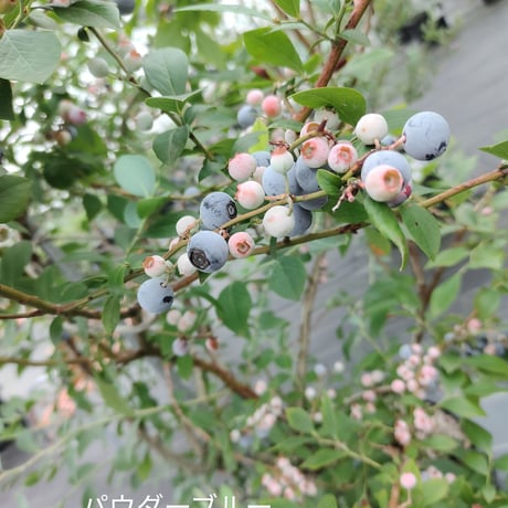 パウダーブルー大苗【直接引き取り限定】植付け4～6年