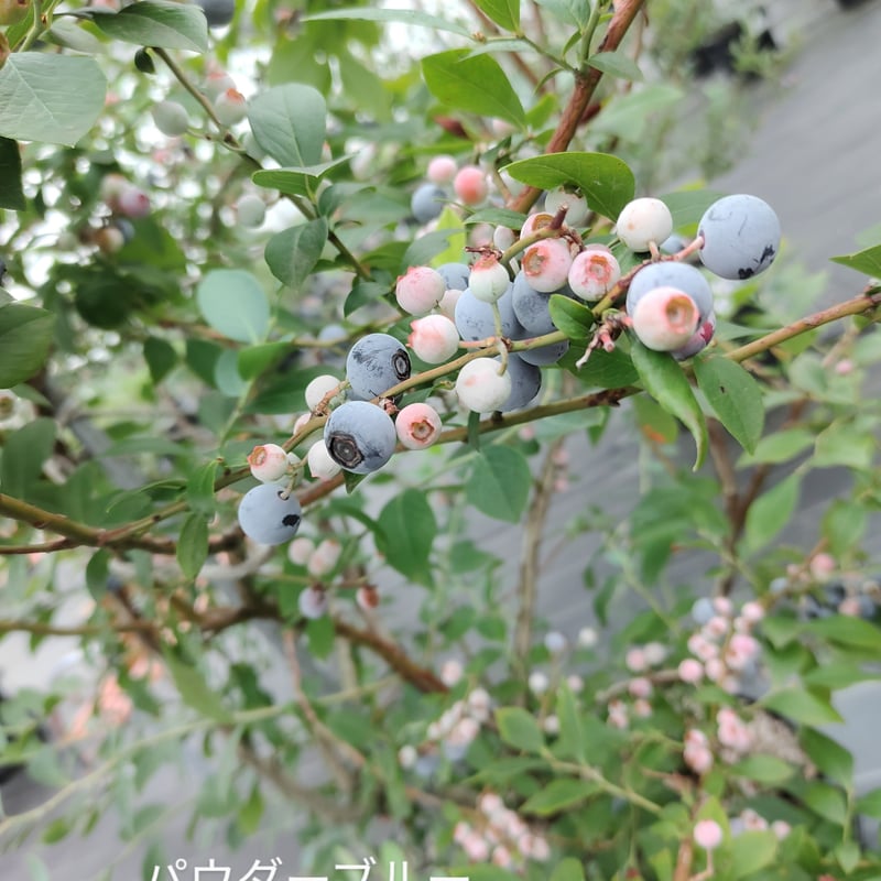パウダーブルー大苗【直接引き取り限定】植付け4～6年 | BERRY'S PARK