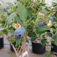 ハンナズ・チョイス【1年水やりだけ！】ブルーベリー苗2年生(剪定・植替え・誘引・施肥済み)