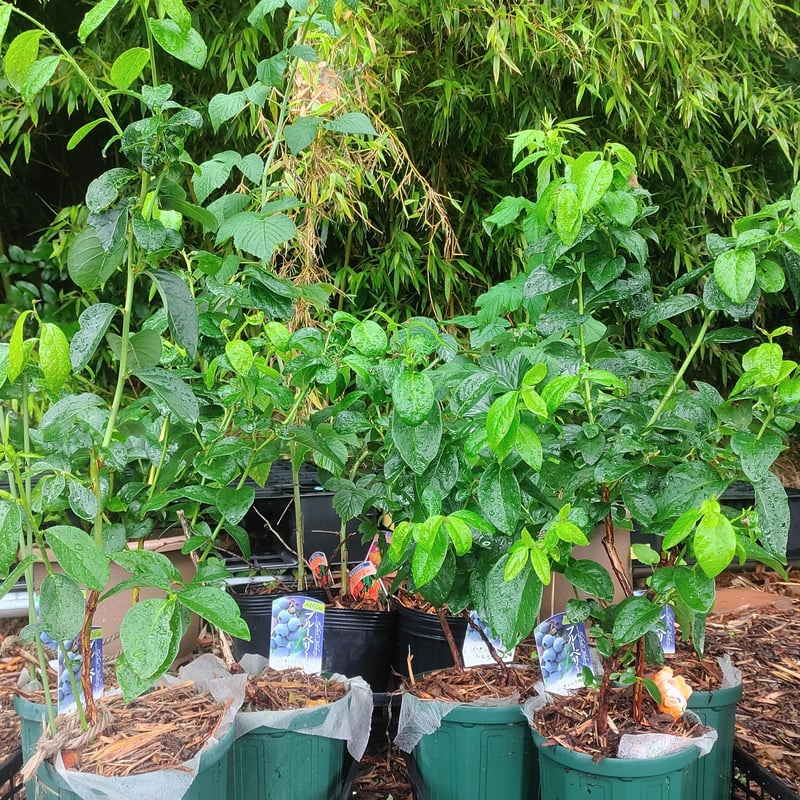 スパルタン【1年水やりだけ!】2年生苗(植替え・剪定・誘引・施肥済 スパルタン【1年水やりだけ!】2年生苗(植替え・剪定・誘引・施肥済