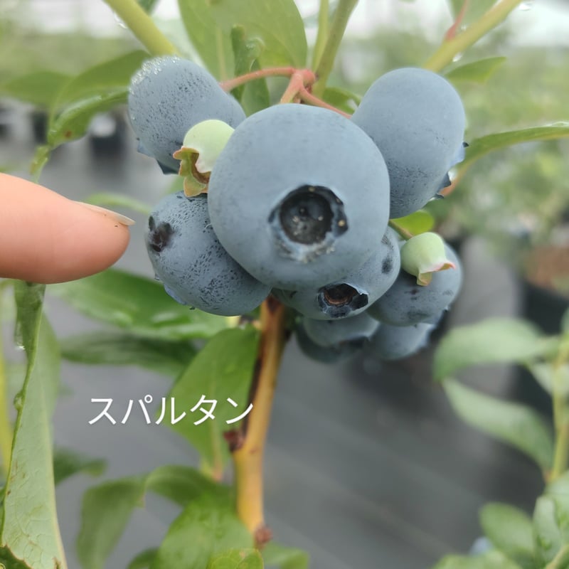 サルタン ２年生苗 B スパルタン【1年水やりだけ！】2年生苗（植替え・剪定・誘引・施肥済