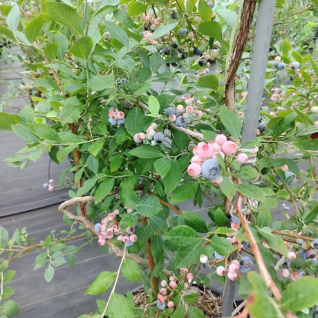 パウダーブルー大苗【直接引き取り限定】植付け4～6年