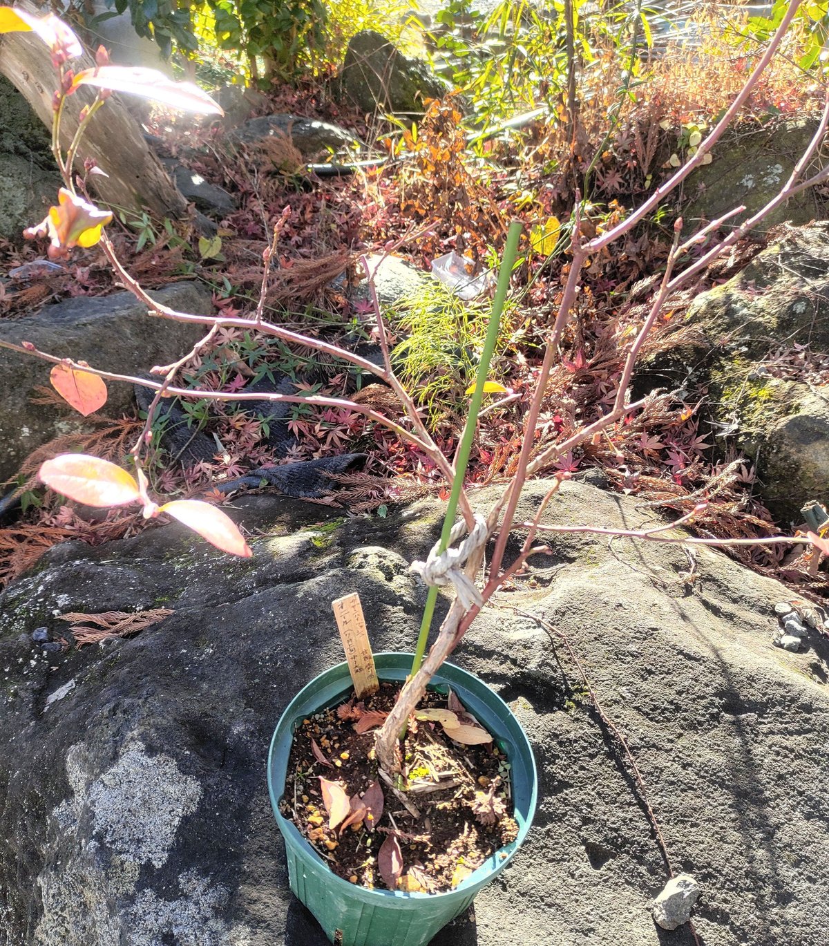 ハンナズ・チョイス【1年水やりだけ！】ブルーベリー苗2年生(剪定・植