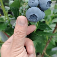 パトリオット大苗【直接引き取り限定】(植付け3～4年)
