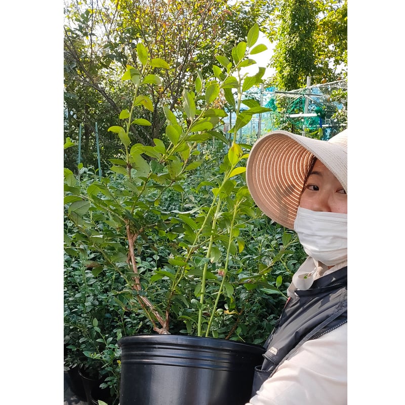 ブルーベリー苗 50本セット