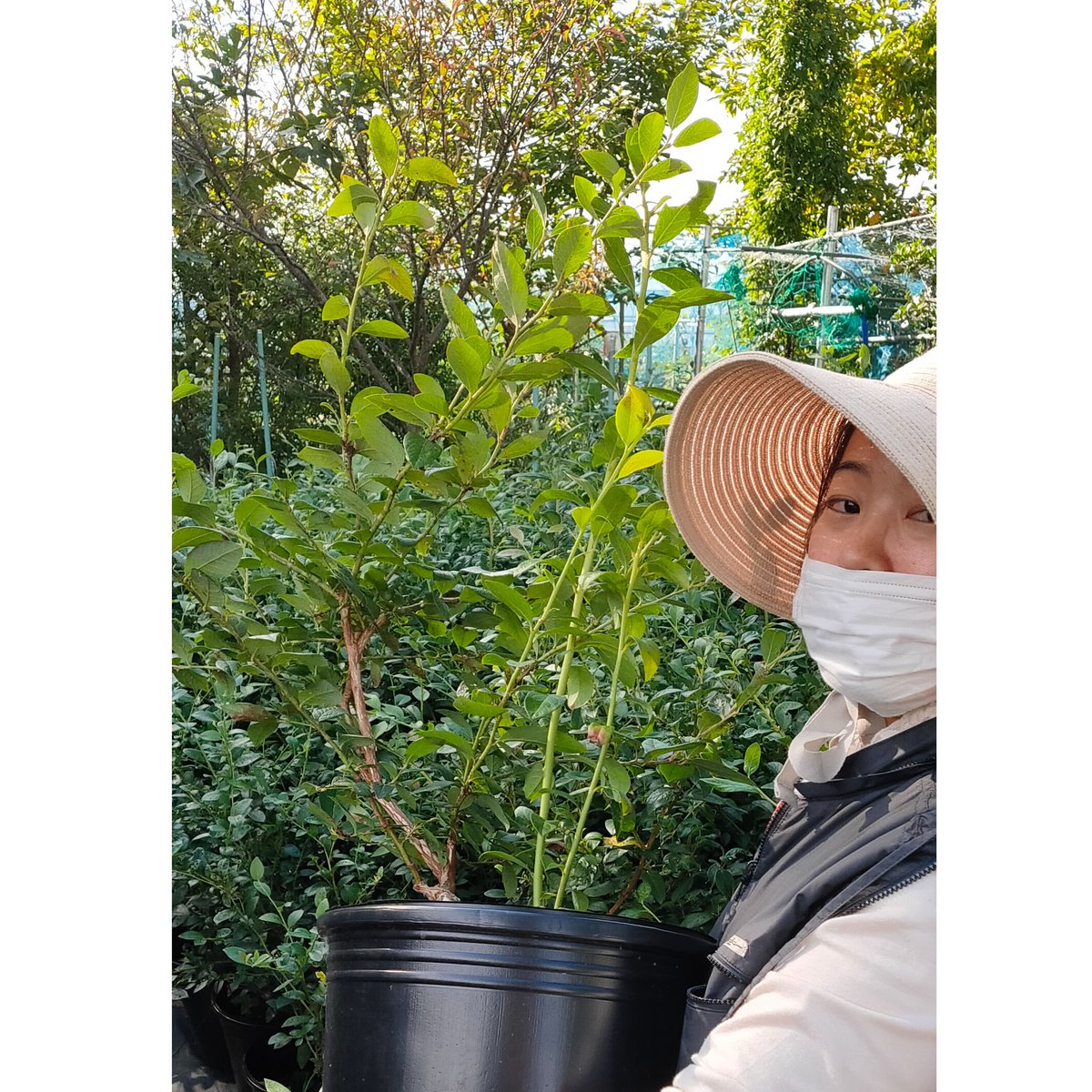 ブルーベリー大苗木　２本セット ブルーベリー 大苗木 2本セット