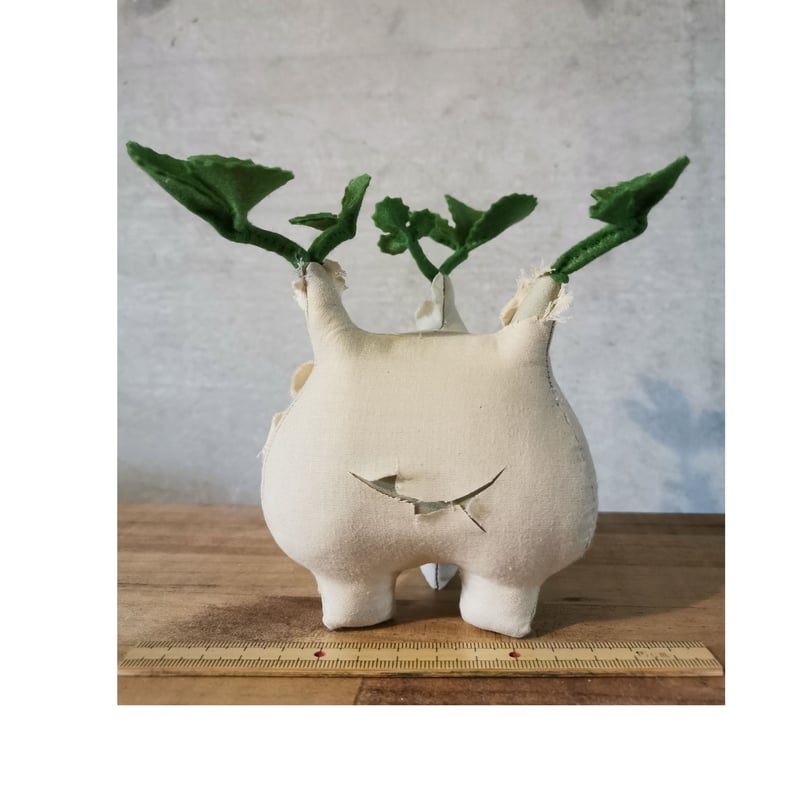 Zooo Plants 塊根まん3点セット 【公式通販】