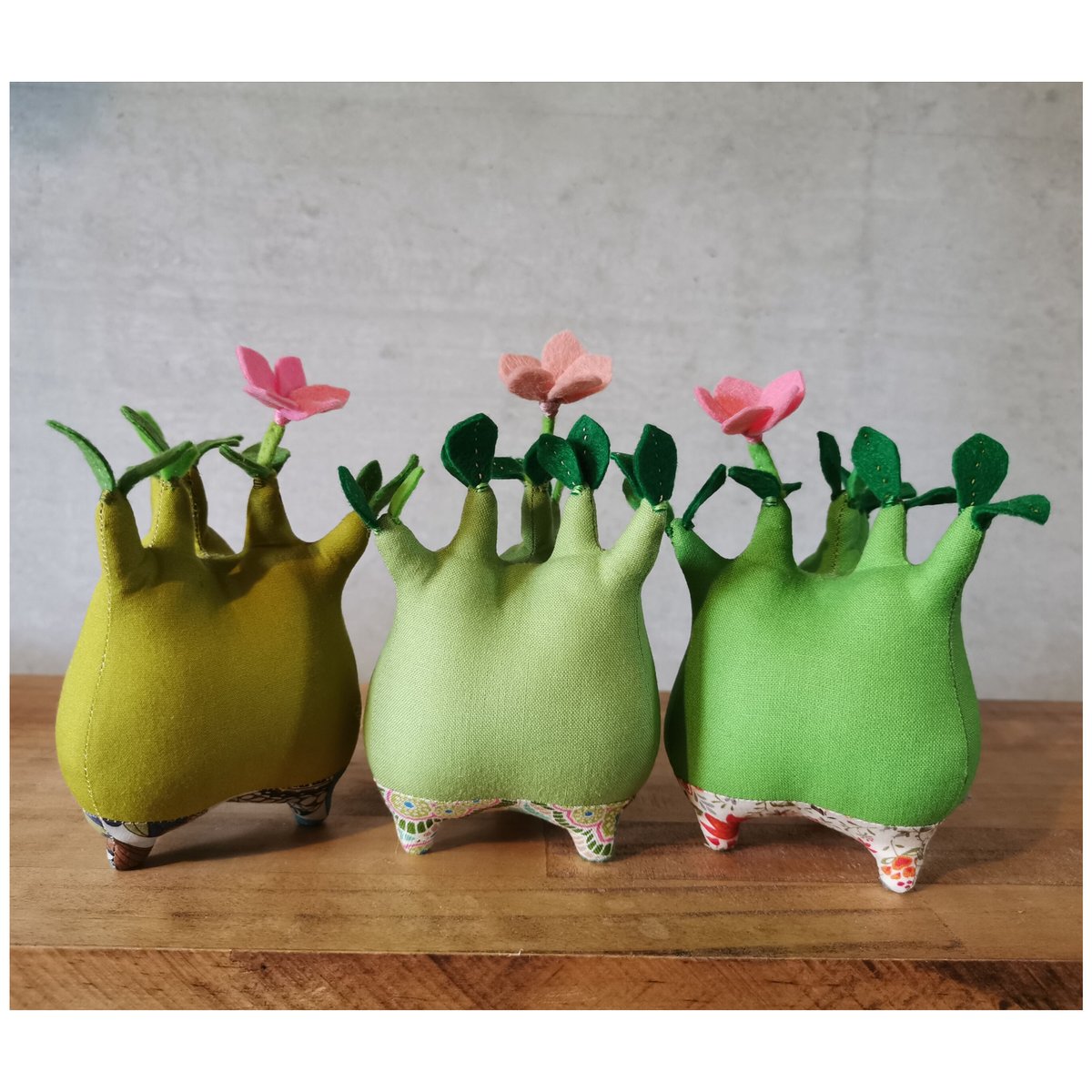 塊根まん・アデニウム ファットボーイ | Zooo plants ☆ ズープランツ