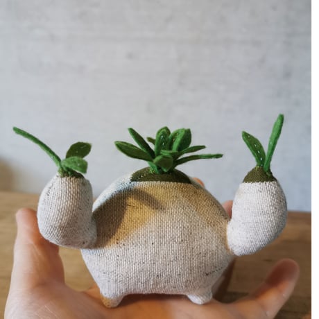 ●Zooo Plants 塊根まん3点セット Zooo Plants 塊根まん3点セット