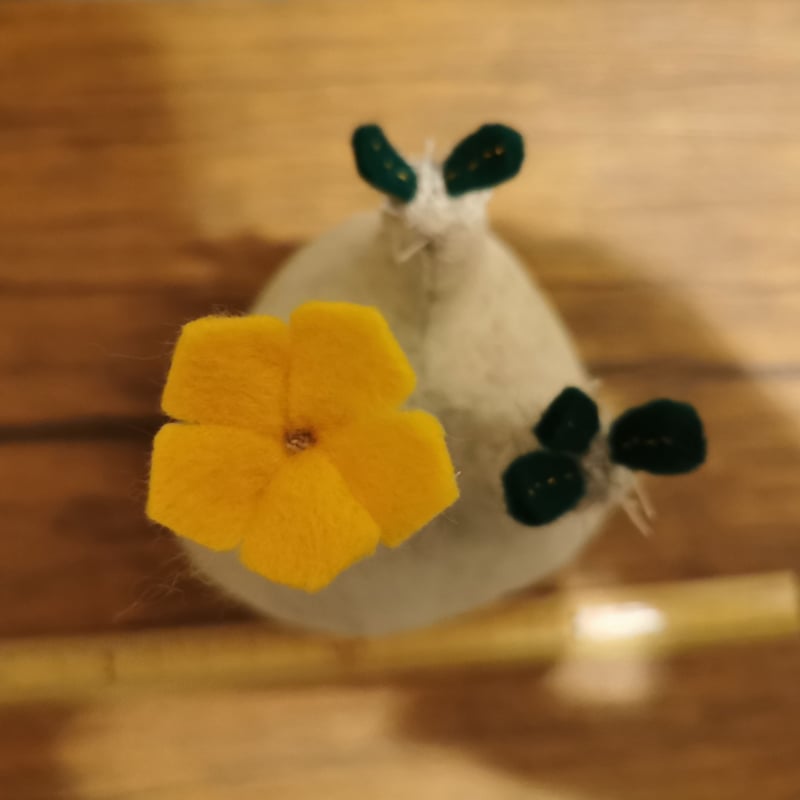 Zooo Plants 塊根まん3点セット