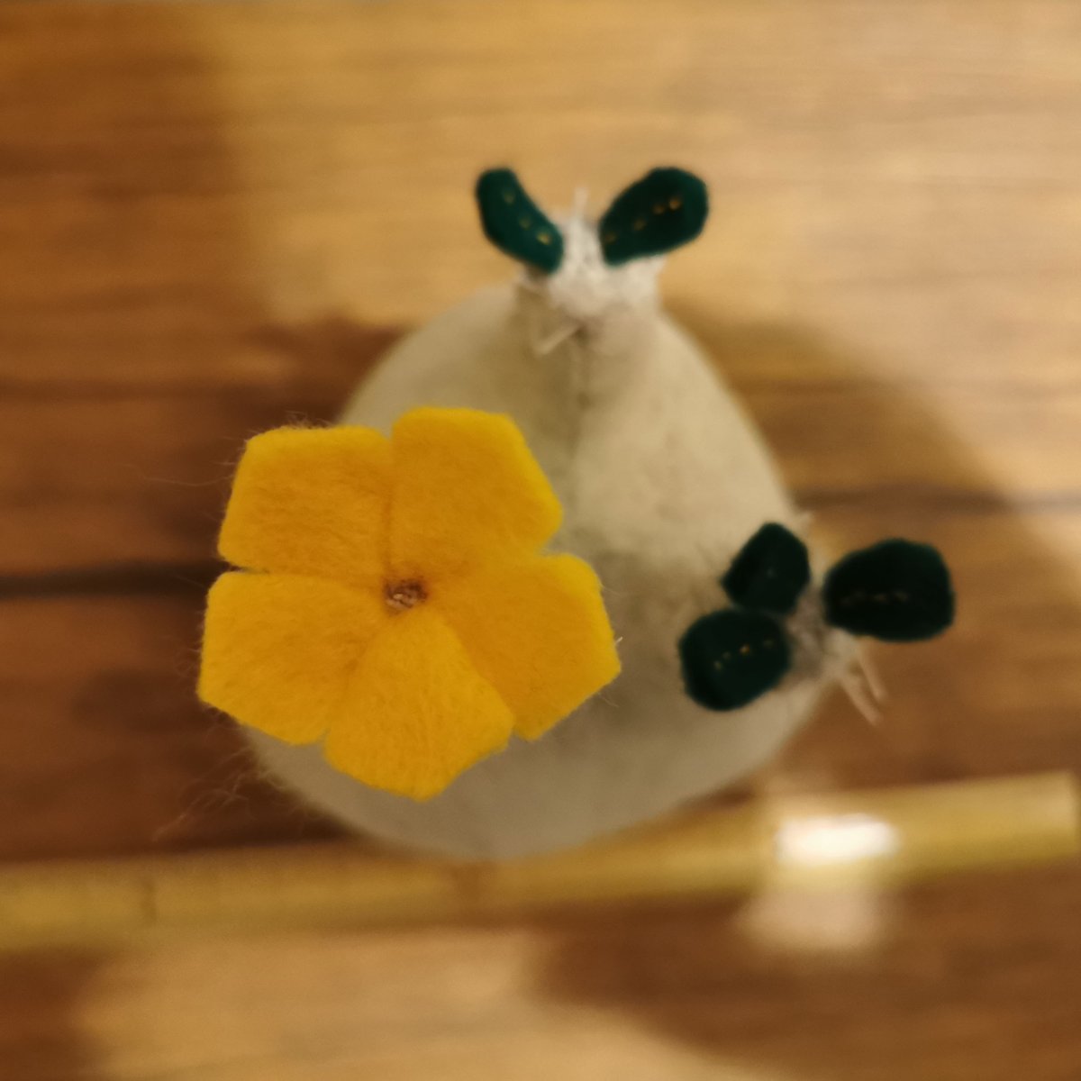 お花の咲いた塊根まん・グラキリス | Zooo plants ☆ ズープランツ