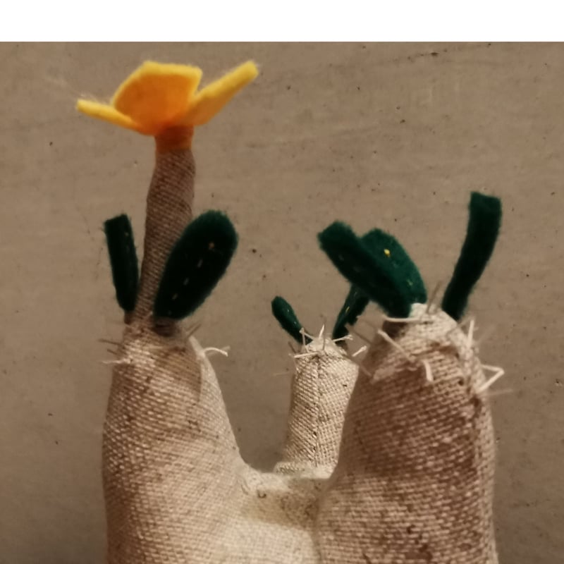 【グラキリス】塊根！レア！手のひら型、蟹型 我が家の塊根植物🪴 パキポディウムグラキリス 発根済み🍀 変態株 塊根