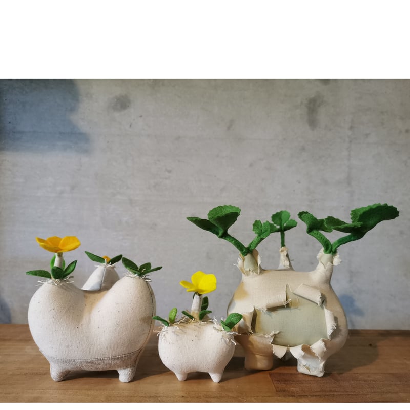 Zooo Plants 塊根まん3点セット 【公式通販】