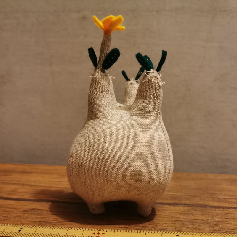 お花の咲いた塊根まん・グラキリス | Zooo plants/ズープランツ
